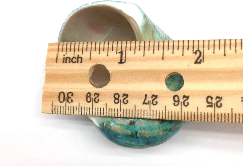 PEPPERLONELY 2 PC Natural Large Hermit Crab Shells, Green Blue Gade Turbo, 2-1/2 Inch ~ 3 Inch