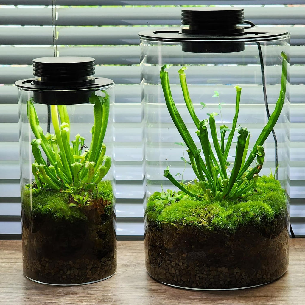Glass Terrarium Plant Growing Lamp, for Vases Up to 4 Inches in Diameter, Light with Timer Auto On/Off, Indoor Plant Growth, Succulent, Miniature Gardening Landscape (5W 4IN)