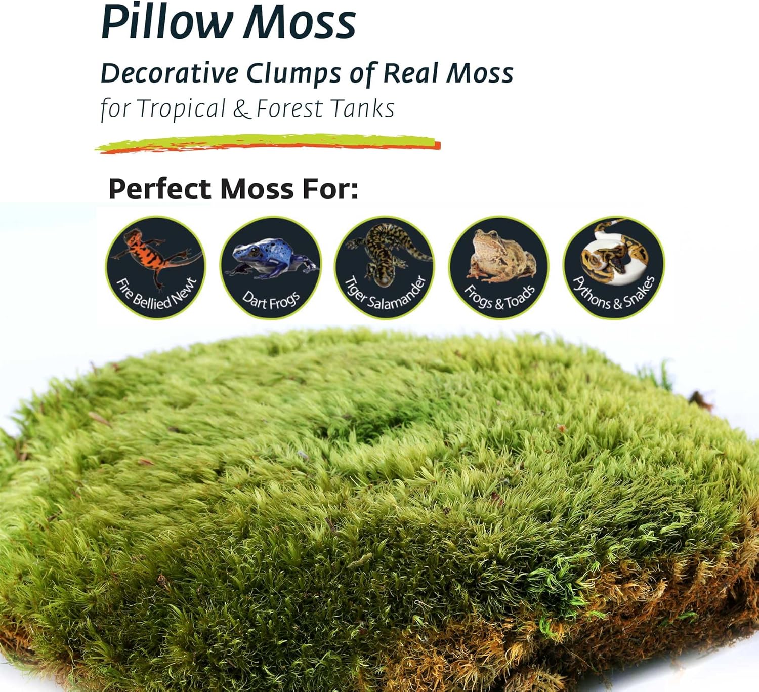 Galápagos (05234) Pillow Moss, Clumps of Real Moss, Natural, 4QT,Green