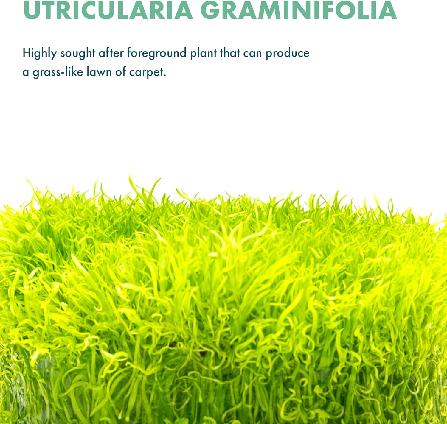 SubstrateSource Live Plant - Utricularia Graminifolia Tissue Culture Aquatic Live Aquarium Plant Grass Carpet for Aquascape - 100% Snail Free in Vitro Cup (Utricularia Graminifolia)