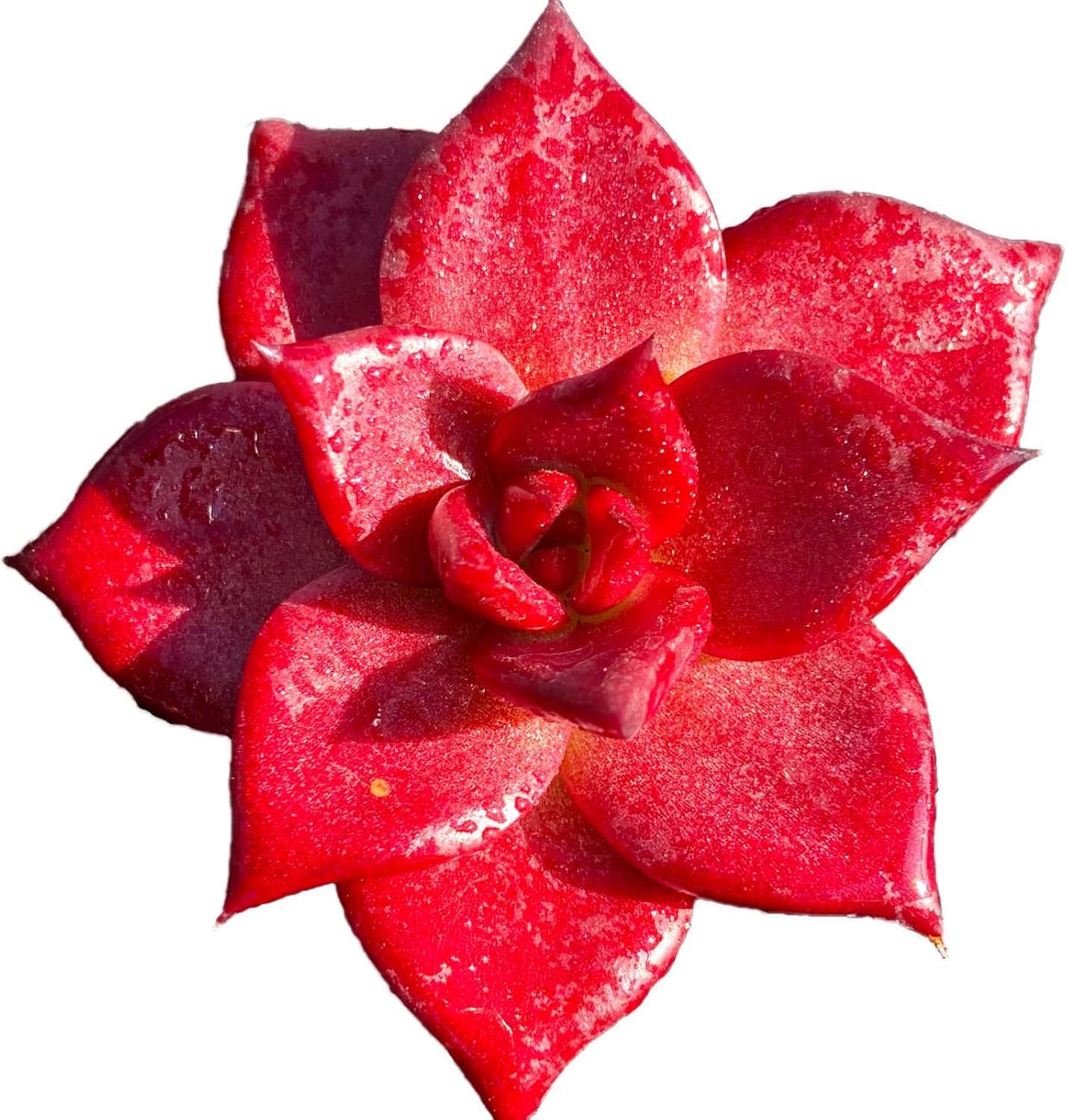 Echeveria Agavoides v Romeo Rubin Rare Live Succulent Plants, Red 1 Head 3" Live Plant, Package Without Pot Soil, Garden Indoor Office Desk, Wedding Party Baby Shower Decoration, Plant Lovers Gifts