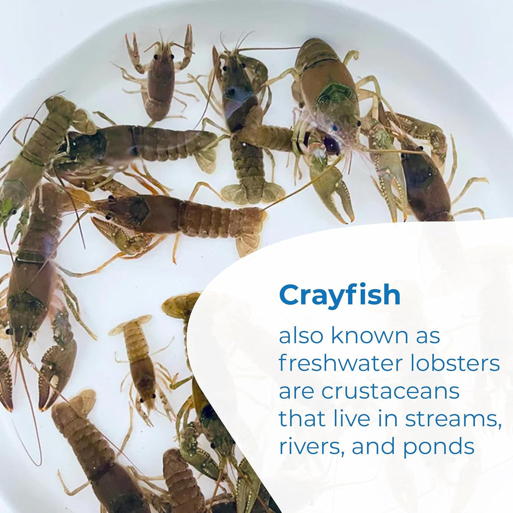 Toledo Goldfish Crayfish: Live Crawdads Perfect for Stocking Ponds or Aquariums - 25 Count