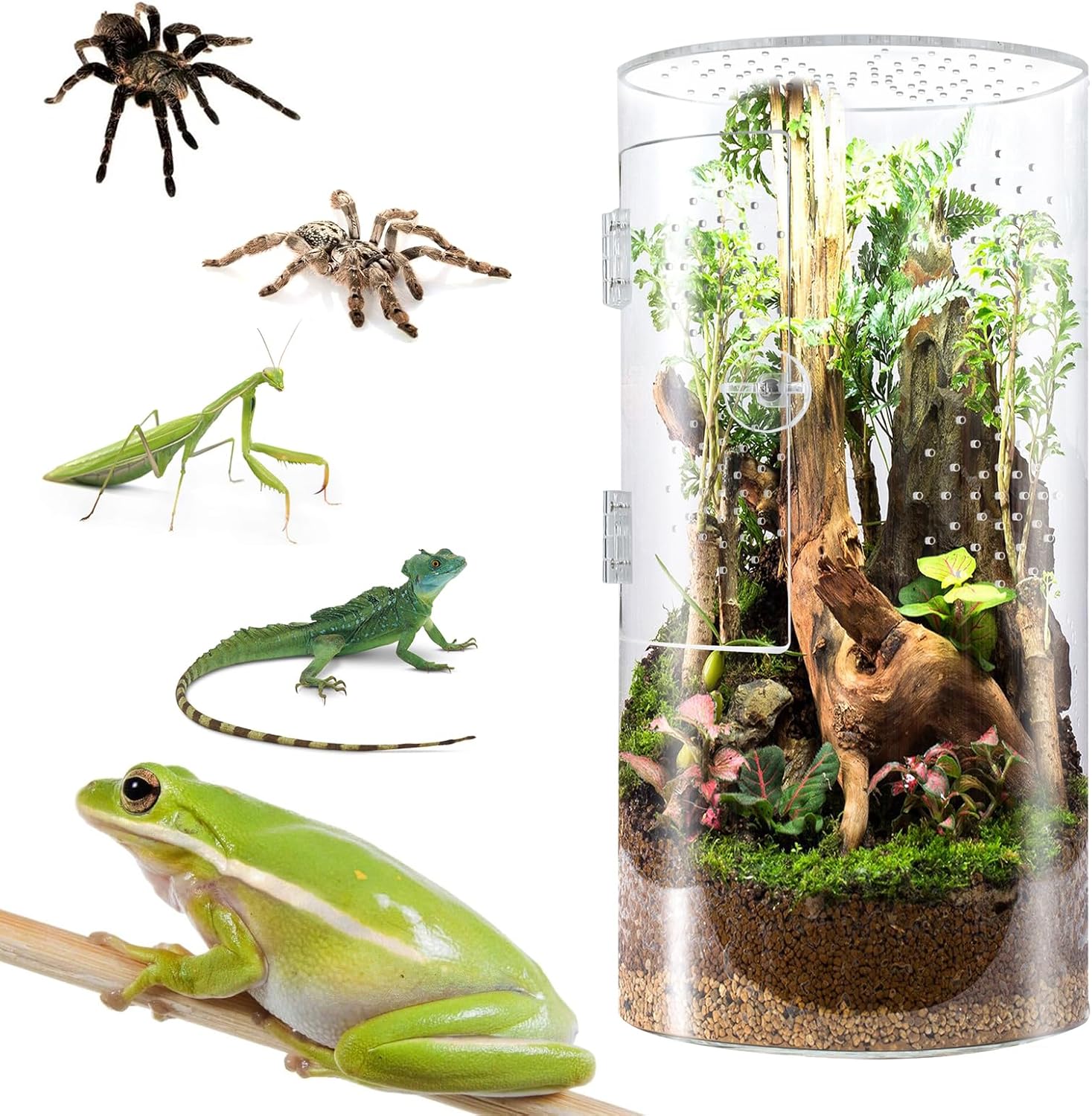 Front Opening Terrarium Jumping Spider Enclosure,Tall Arboreal Tarantula Enclosure Terrarium with Cross Ventilation,Waterproof Acrylic Reptile Enclosure