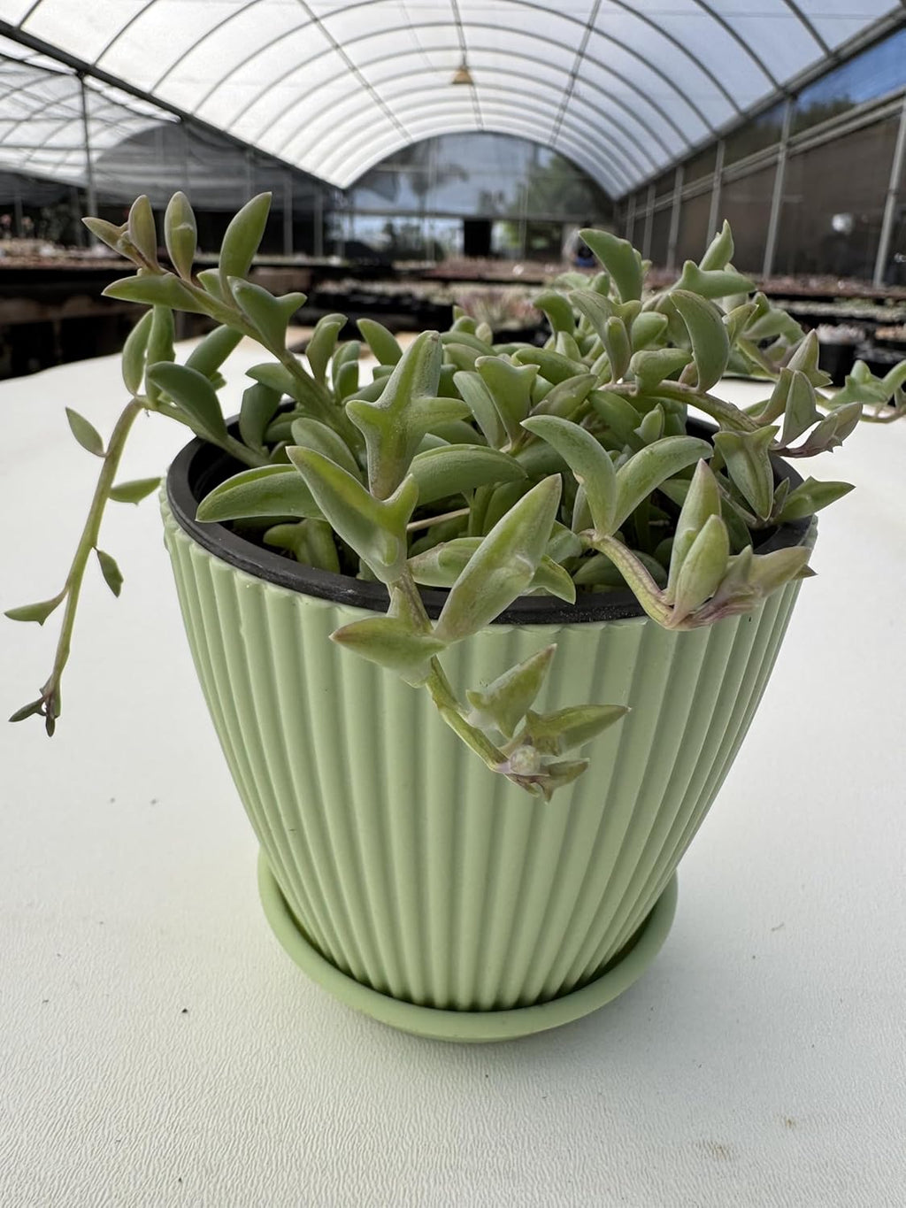 String of Dolphins in 4 inch Green Stripe Pot, Live Succulent Plant Fully Rooted in Pots with Soil, Rare House Plant for Home Office Wedding Decoration DIY Projects Party