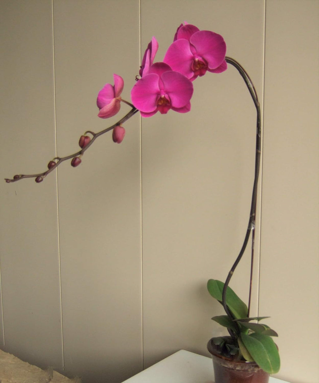 Athena's Garden 5" Phalaenopsis Orchids, Red Blooms and Black Container, One Size