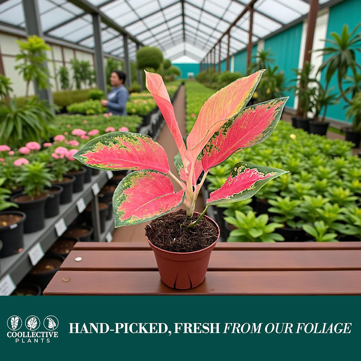Aglaonema Pink Pearl, Live Plant in a 4 Inch Growers Pot, Live Indoor, Easy to Grow, Easy to Care, and Low Maintenance Houseplant,Pink Plants