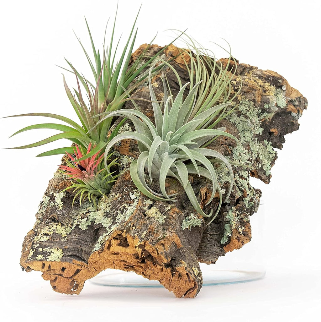 Medium Natural Cork Bark DIY Kit with Four Assorted Air Plants, Glue and Hook - Live Tillandsia Succulent House Plant - Wholesale and Bulk - Home and Garden Decor - Easy Care Indoor and Outdoor Plants