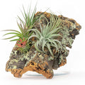 Medium Natural Cork Bark DIY Kit with Four Assorted Air Plants, Glue and Hook - Live Tillandsia Succulent House Plant - Wholesale and Bulk - Home and Garden Decor - Easy Care Indoor and Outdoor Plants