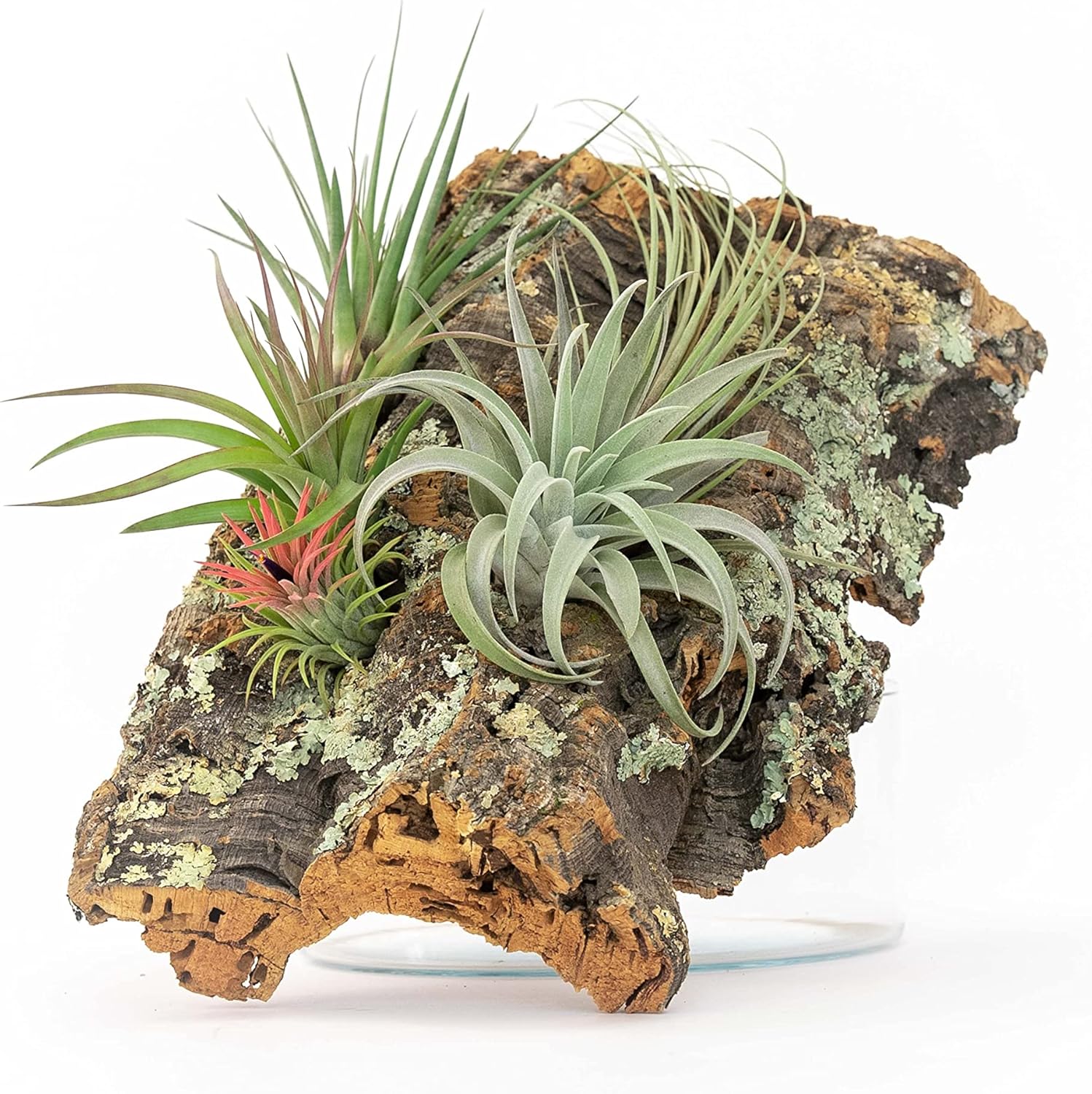 Medium Natural Cork Bark DIY Kit with Four Assorted Air Plants, Glue and Hook - Live Tillandsia Succulent House Plant - Wholesale and Bulk - Home and Garden Decor - Easy Care Indoor and Outdoor Plants