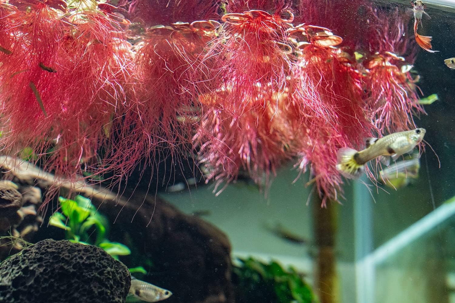 SubstrateSource Red Root Floater Phyllanthus Fluitans - Live Floating Plants for Aquarium, Fish Tanks, Natural Aquatic Decorations and Cover (3-4 Plants)