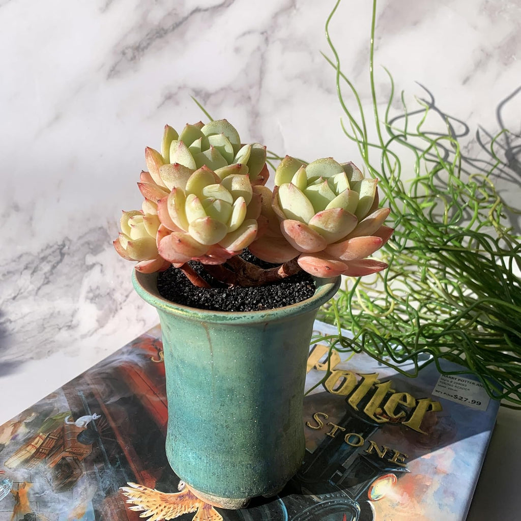 Echeveria Love Song Rare Live Succulent Plants, Cluster 4" Bare Root Without Pot & Soil, Garden Indoor Office Desk Baby Shower Decoration, Friend Plant Lovers Gifts