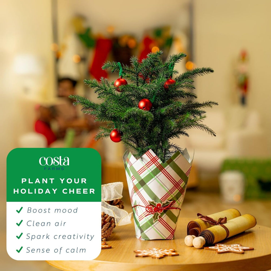 Costa Farms Norfolk Island Pine, Live Christmas Tree Plant in Gift Wrap Plant Pot, Small Indoor Houseplant Includes Ornaments, Home, Room, or Office Decor, Decoration, 10-14 Inches Tall