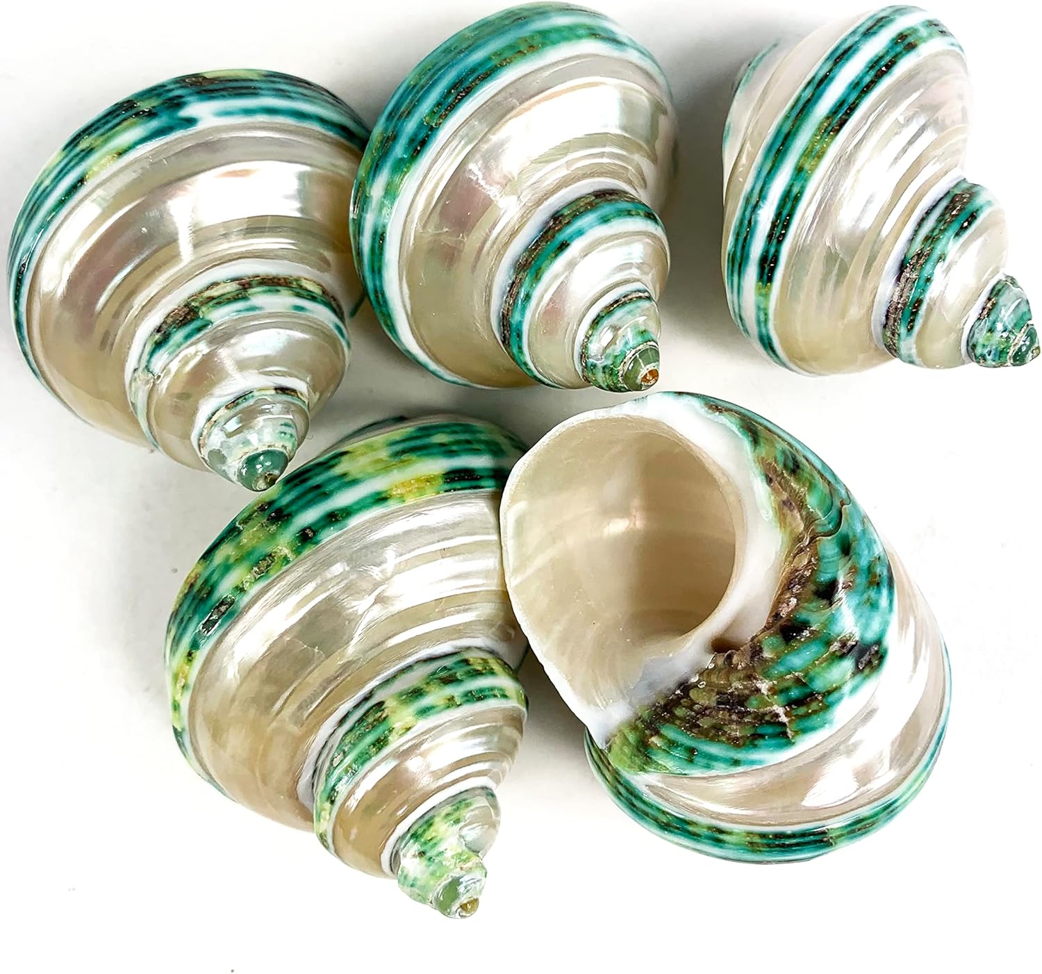 Heyiwell 5PC Green Turbo Banded Shells,Hermit Crab Shell &Turbo Shells Hermit Crab Supplies for Decor 1.5"~ 2" Inch