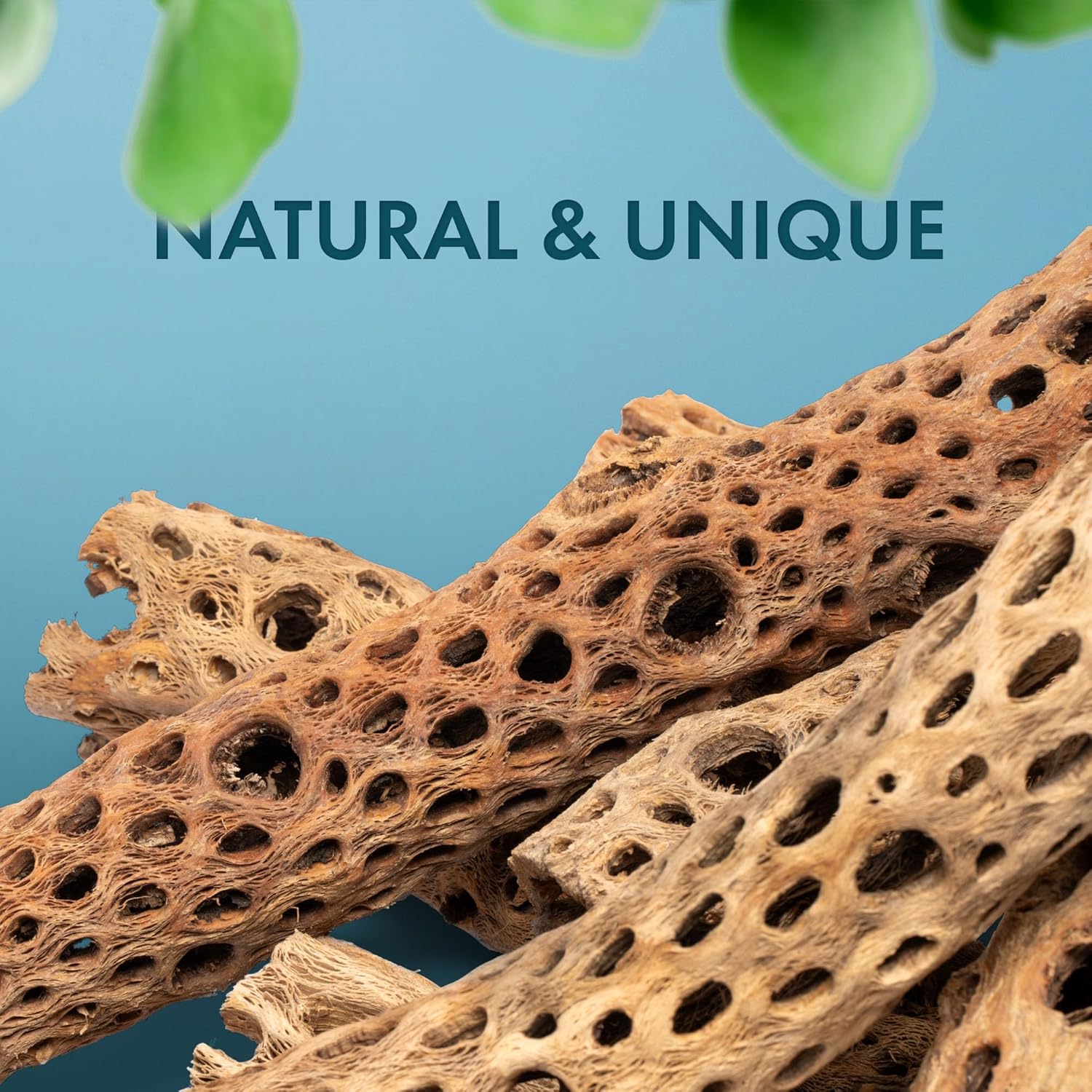 SubstrateSource Natural Cholla Wood - Driftwood for Aquariums, Air Plant Base, Hermit Crab and Freshwater Shrimp Hideout, Fish Tank Decoration, Chinchilla Chews, Reptile Habitat Wood - 6 Inch, 5pc