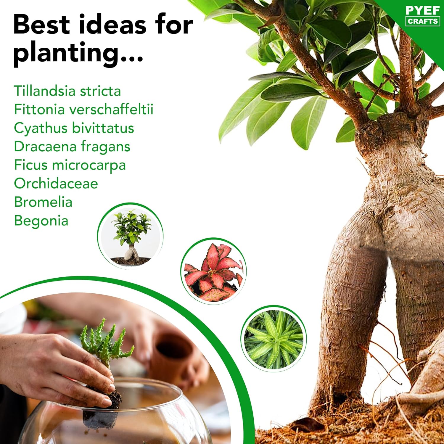 DIY Terrarium Kit for Plants – Build a Self‑Sustaining Closed Ecosystem – Supplies for Up to 68 oz (1‑2 Liter) Glass Jar – Succulents, Air Plants (Tillandsia), Fern – Jar Not Included