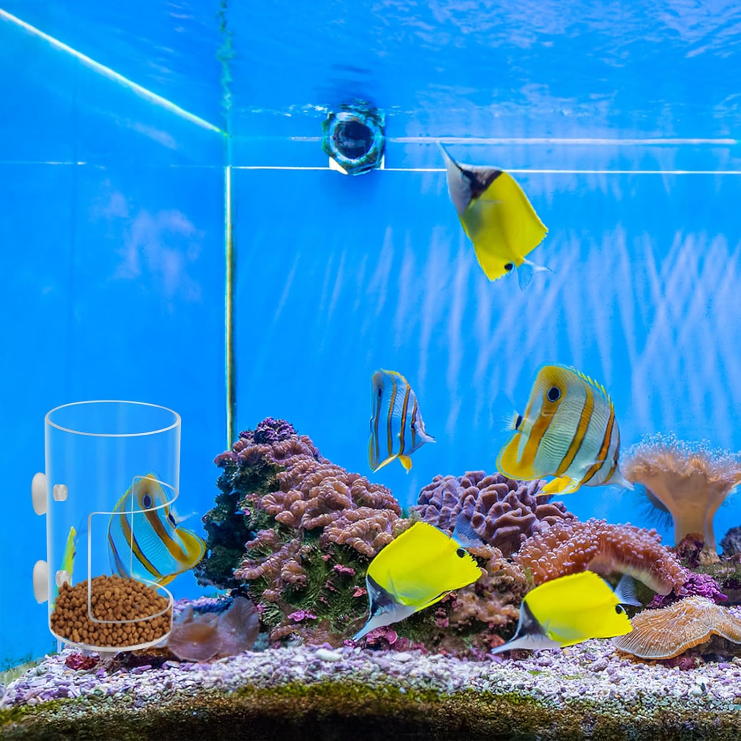New Fish Tank Feeding Tray with Suction Cup, Feeding Tube Supplies, Tank Divider Supplies, Breeder Box for Aquarium, Round Aquariums & Fish Bowls Accessories