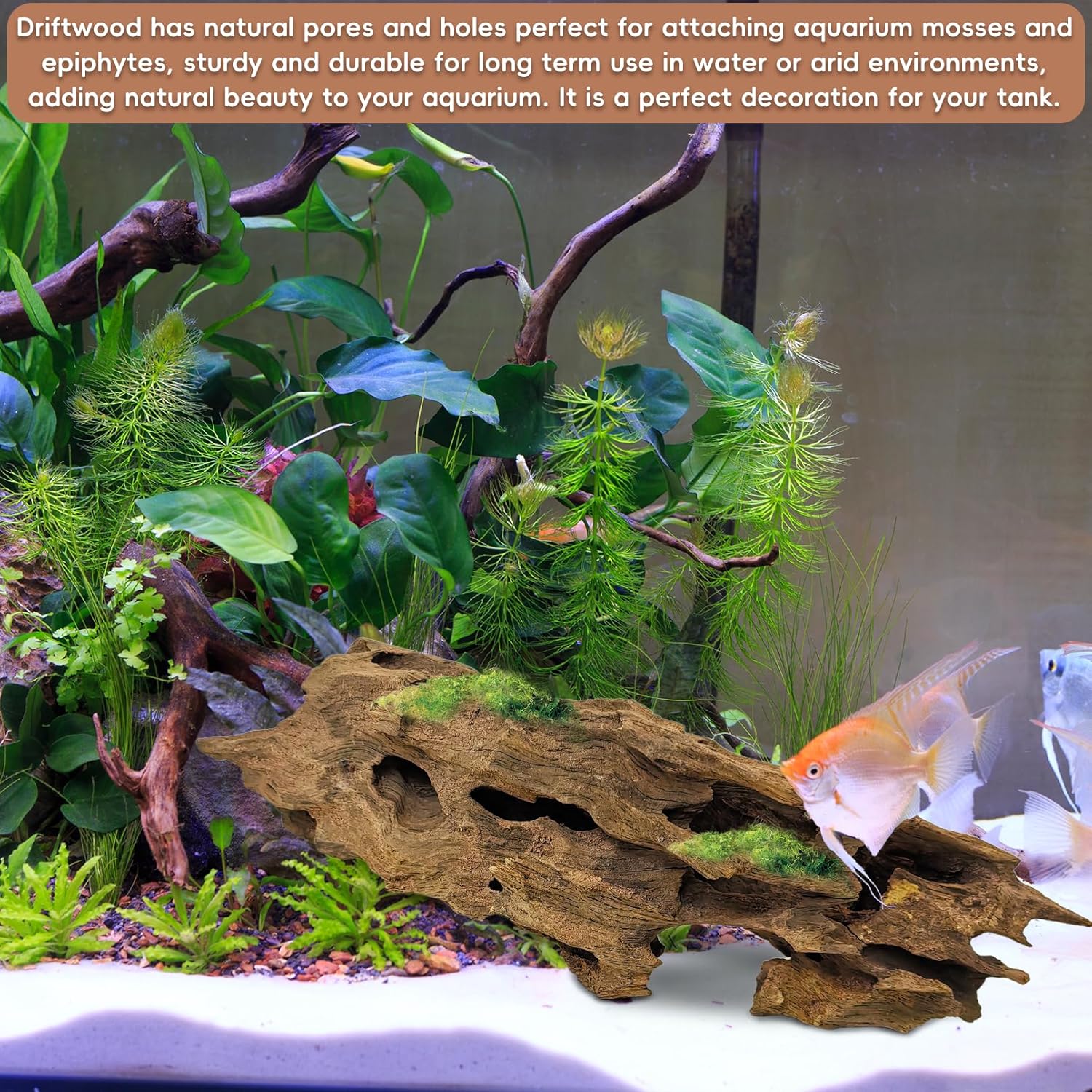 PINVNBY 6 Pcs Driftwood for Aquarium Decor 8" - 11" Natural Large Drift Wood for Fishtank Reptile Tank Aquarium Driftwood Branches Shrimp Wood Terrarium Decoration Assorted
