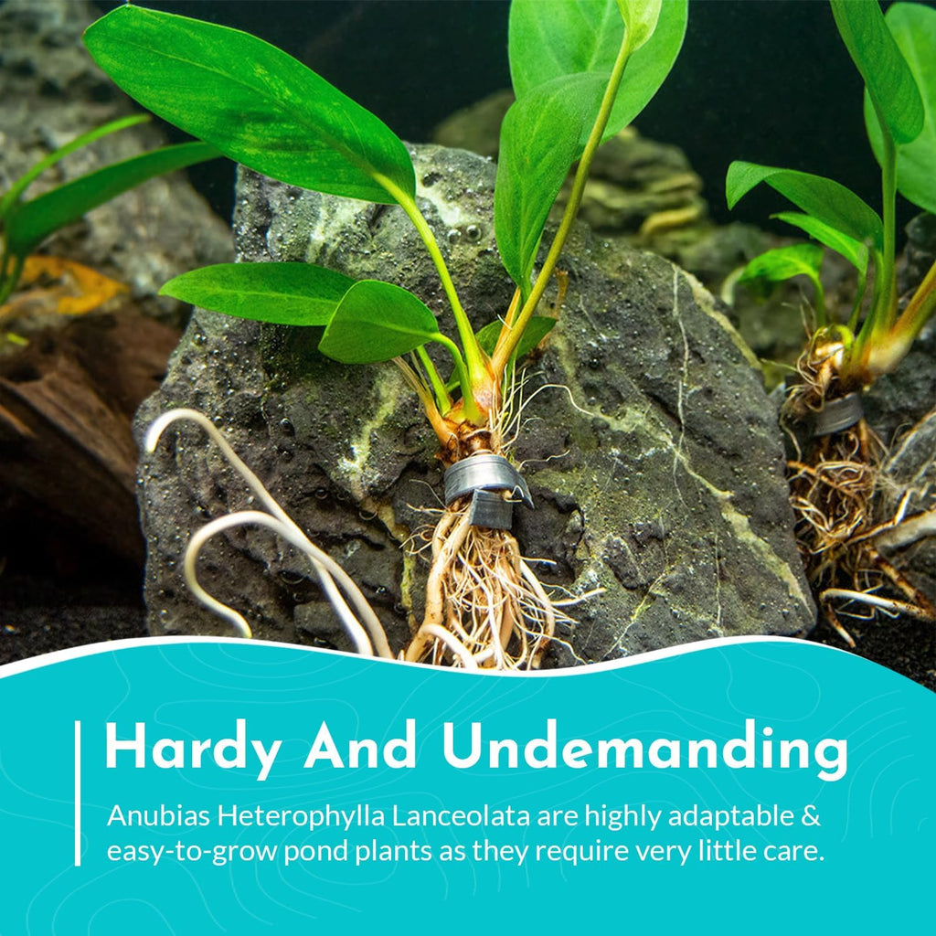 Anubias Heterophylla Lanceolata - Flowering Plant - Surdy Leaves - Background Positioning - All Natural & Organic Aquatic Plant - Long Lasting & Easy to Care - Medium