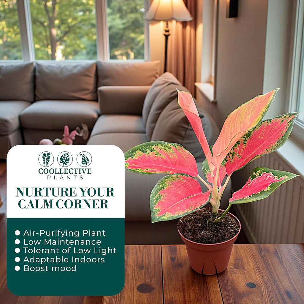 Aglaonema Pink Pearl, Live Plant in a 4 Inch Growers Pot, Live Indoor, Easy to Grow, Easy to Care, and Low Maintenance Houseplant,Pink Plants