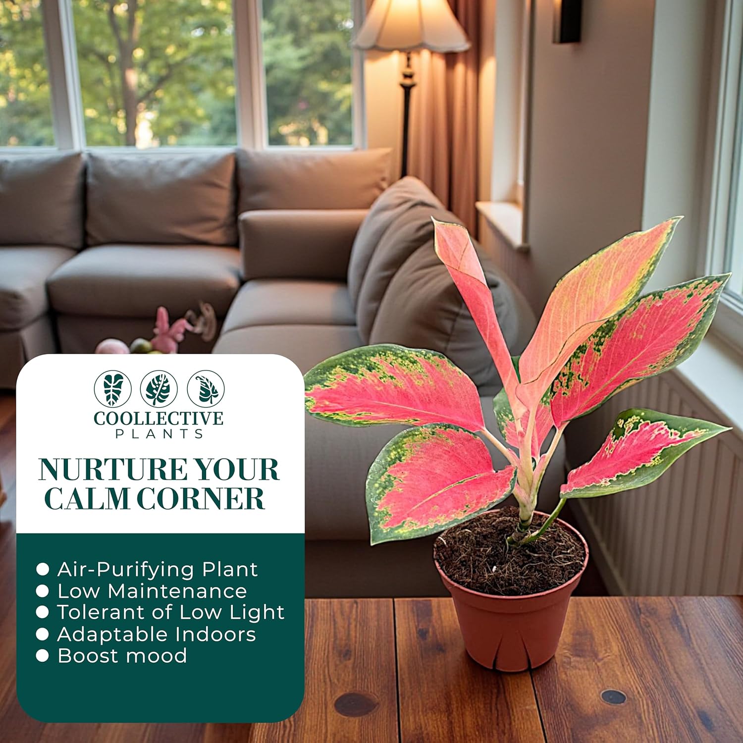 Aglaonema Pink Pearl, Live Plant in a 4 Inch Growers Pot, Live Indoor, Easy to Grow, Easy to Care, and Low Maintenance Houseplant,Pink Plants