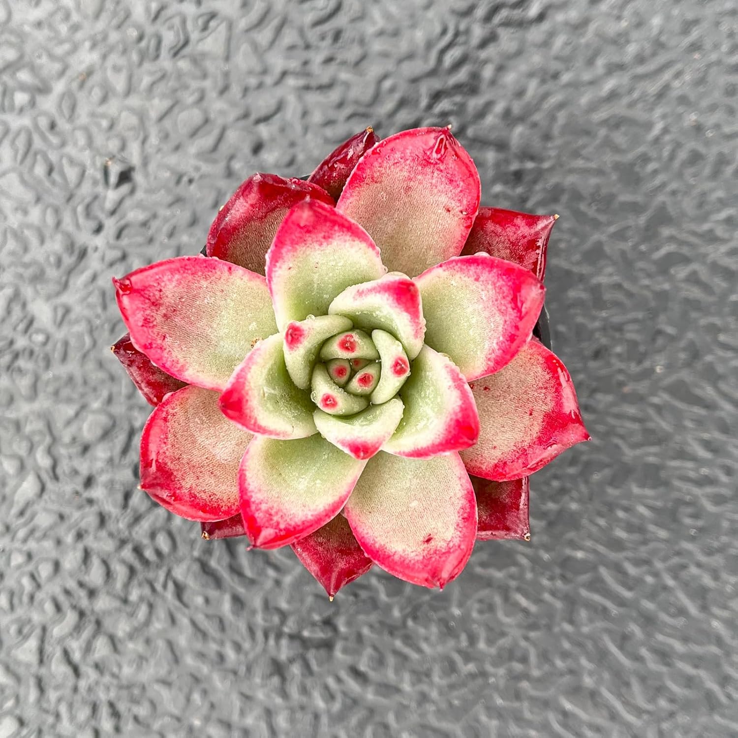 Live Succulent Echeveria 'Japanese PinkCherries', Approx 2-inch Large, Potted Succulents, Fully Rooted, Easy Care House Plants