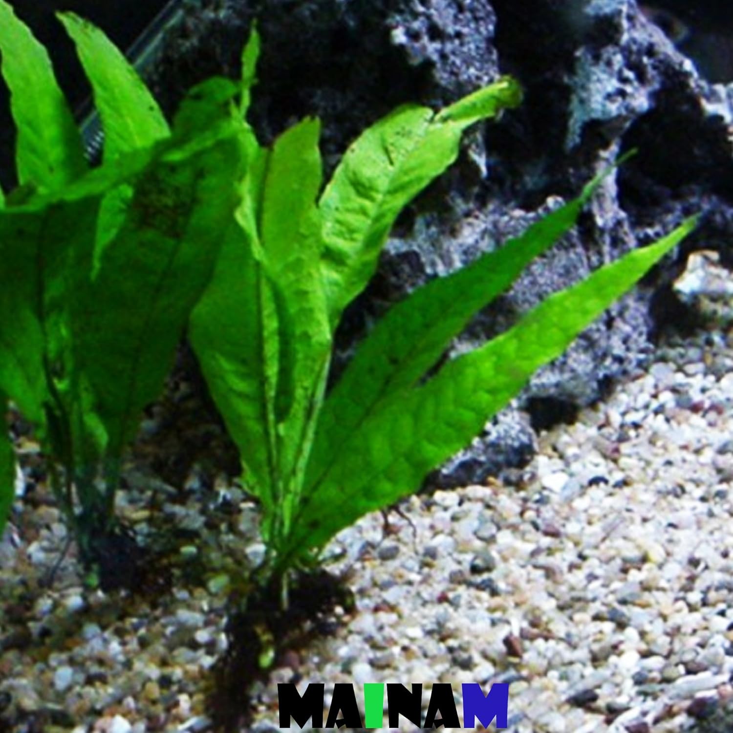 Java Fern Microsorum Pteropus Potted Freshwater Easy Tropical Live Aquarium Plant Decorations 3 Days Guarantee by Mainam