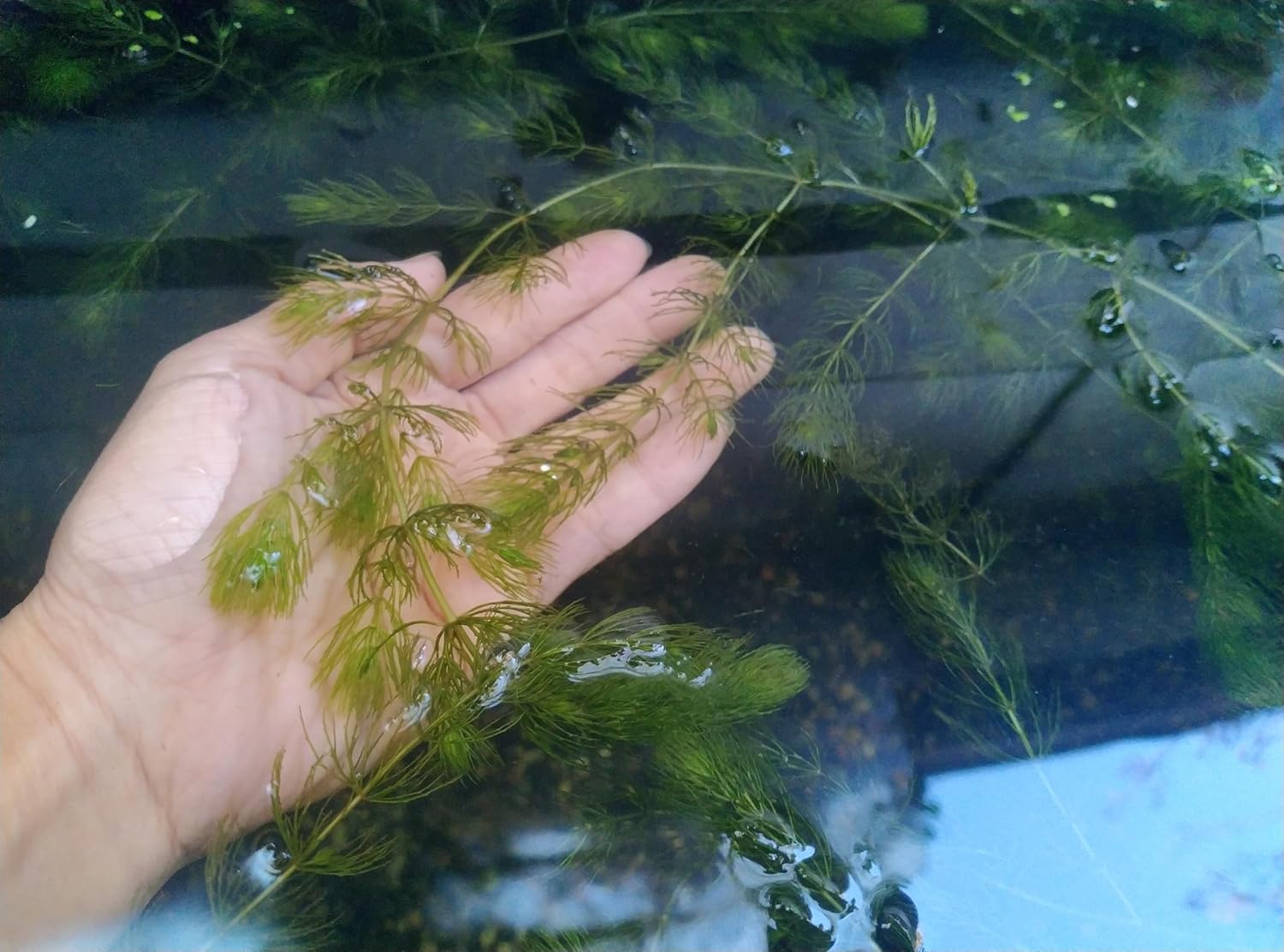 Live Hornwort Coontail Aquarium Plants, 4 Bunches with 3 Stems Each, 6-8 Inch Length, Freshwater Submerged Plants for Fish Tank