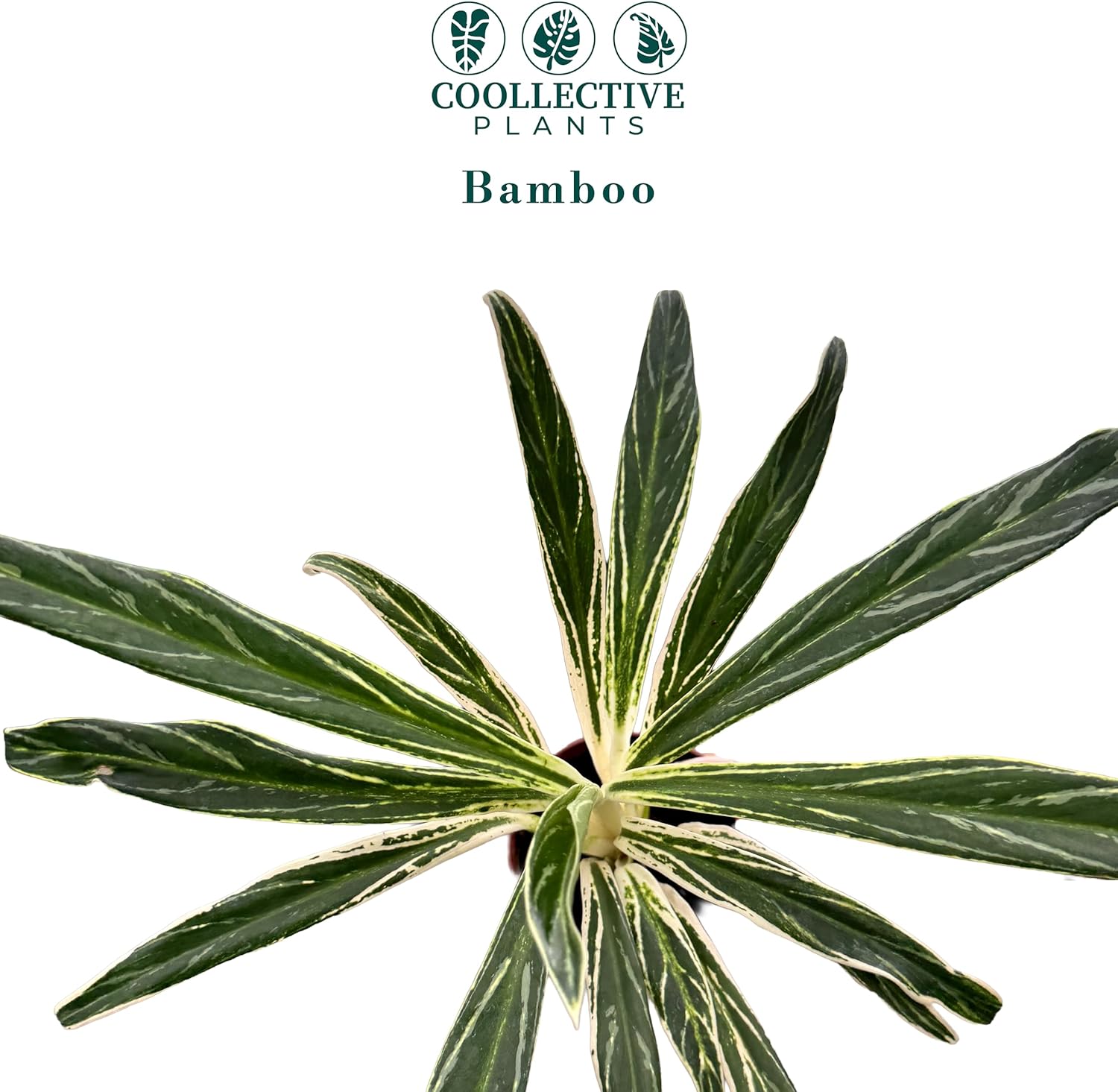 CoollectivePlants Aglaonema Bamboo – Live Indoor Plant in 4" Growers Pot - Elegant Green & Silver Foliage, Easy Care Low Light Houseplant