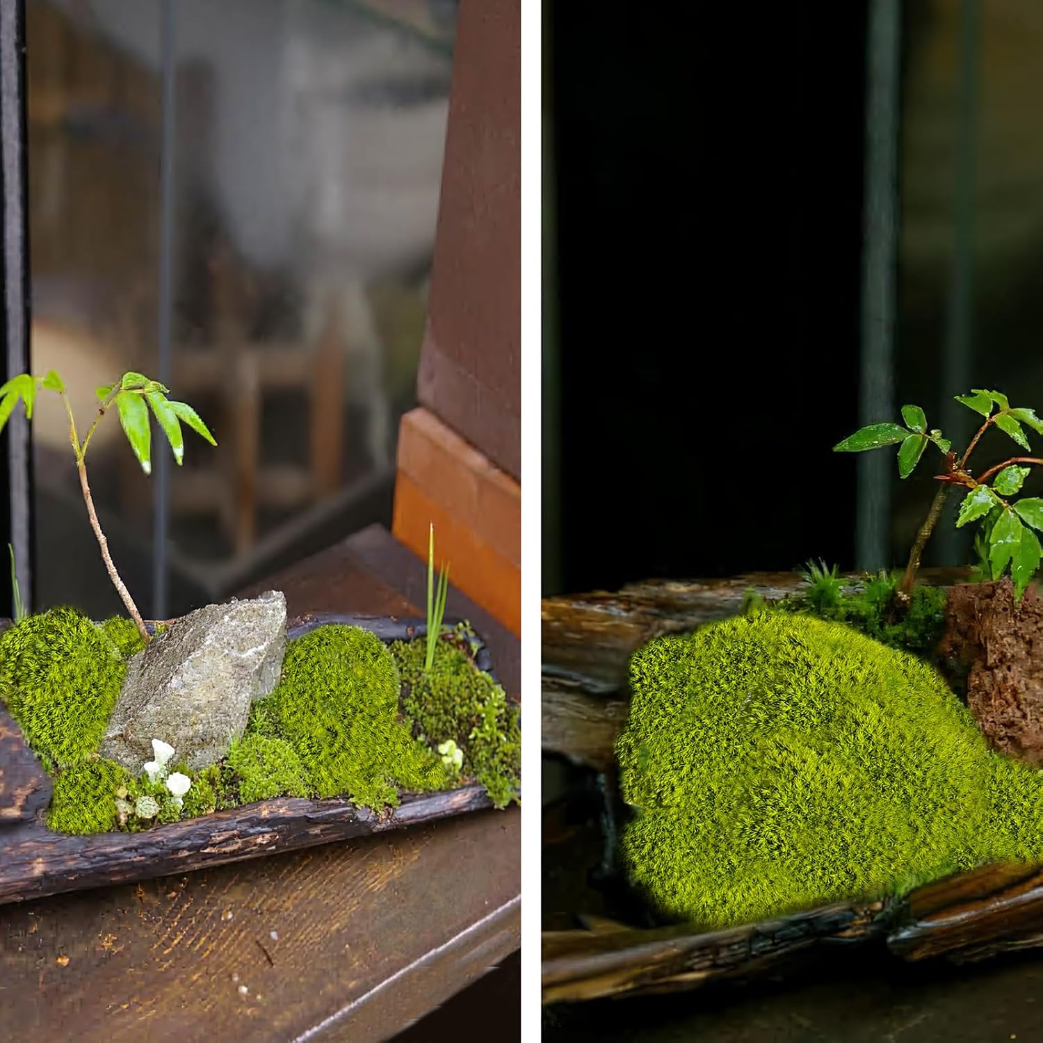 FAICOIA Preserved Pillow Moss Bulk Green Moss Balls for Bowls 2.5 sq.ft Natural Preserved Pole Moss Pillow for Wall Art Terrariums Crafts Fairy Gardens Pot Plants Easter Table Decor Yellow Green