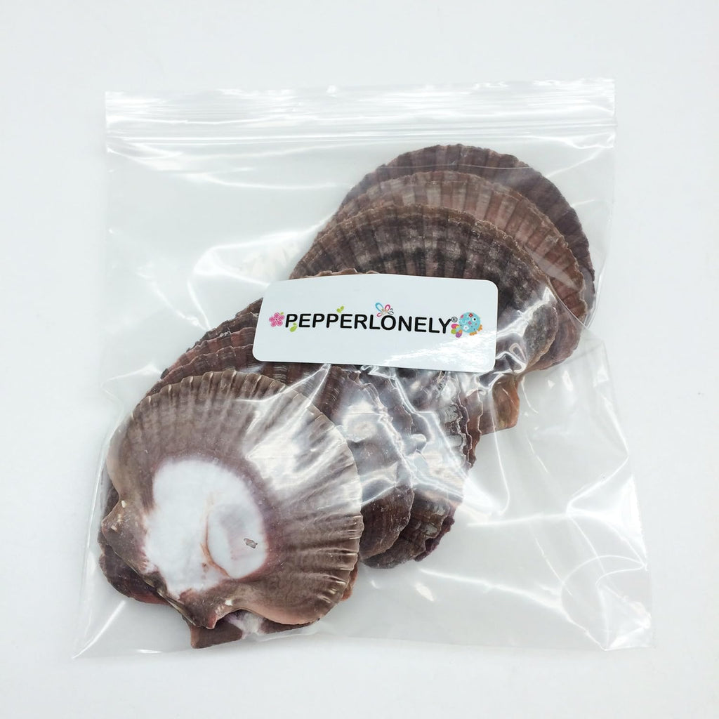 PEPPERLONELY 12PC Mexican Flat Scallop Sea Shells, 2-1/2 Inch ~ 3-1/2 Inch