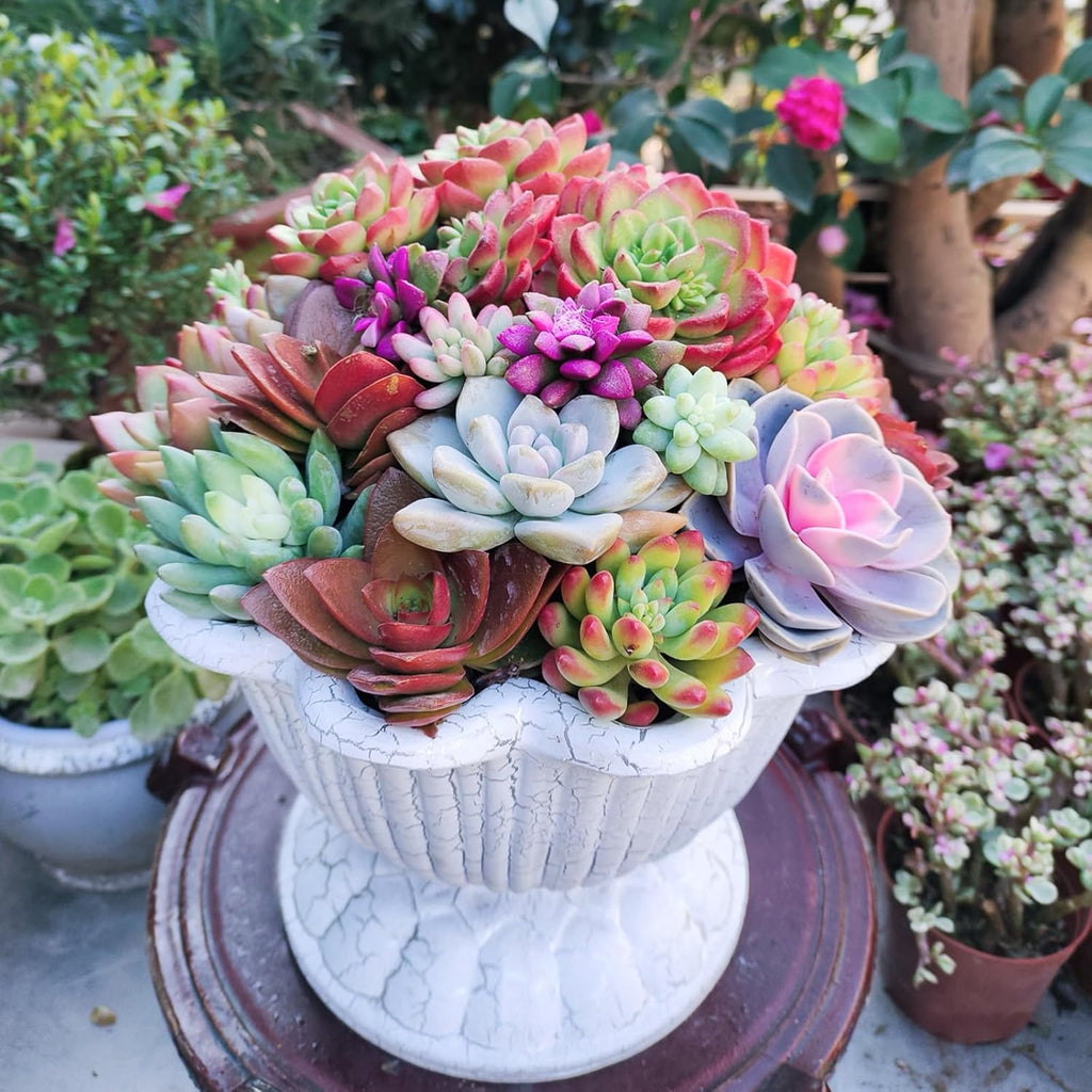 Sprout N Green Live Succulent Plants, 8 Pack Assorted Real Succulents Potted in 2" Starter Pot with Soil Mix, Rare Small Indoor House Plants for Home Garden Wedding Decor Party Favor