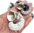 PEPPERLONELY 12PC Pink Delphinula Hermit Crab Sea Shells, 1-1/4 Inch ~ 2-1/2 Inch