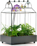 H Potter Glass Terrarium Succulent Planter Wardian Case Container for Plants WAR105