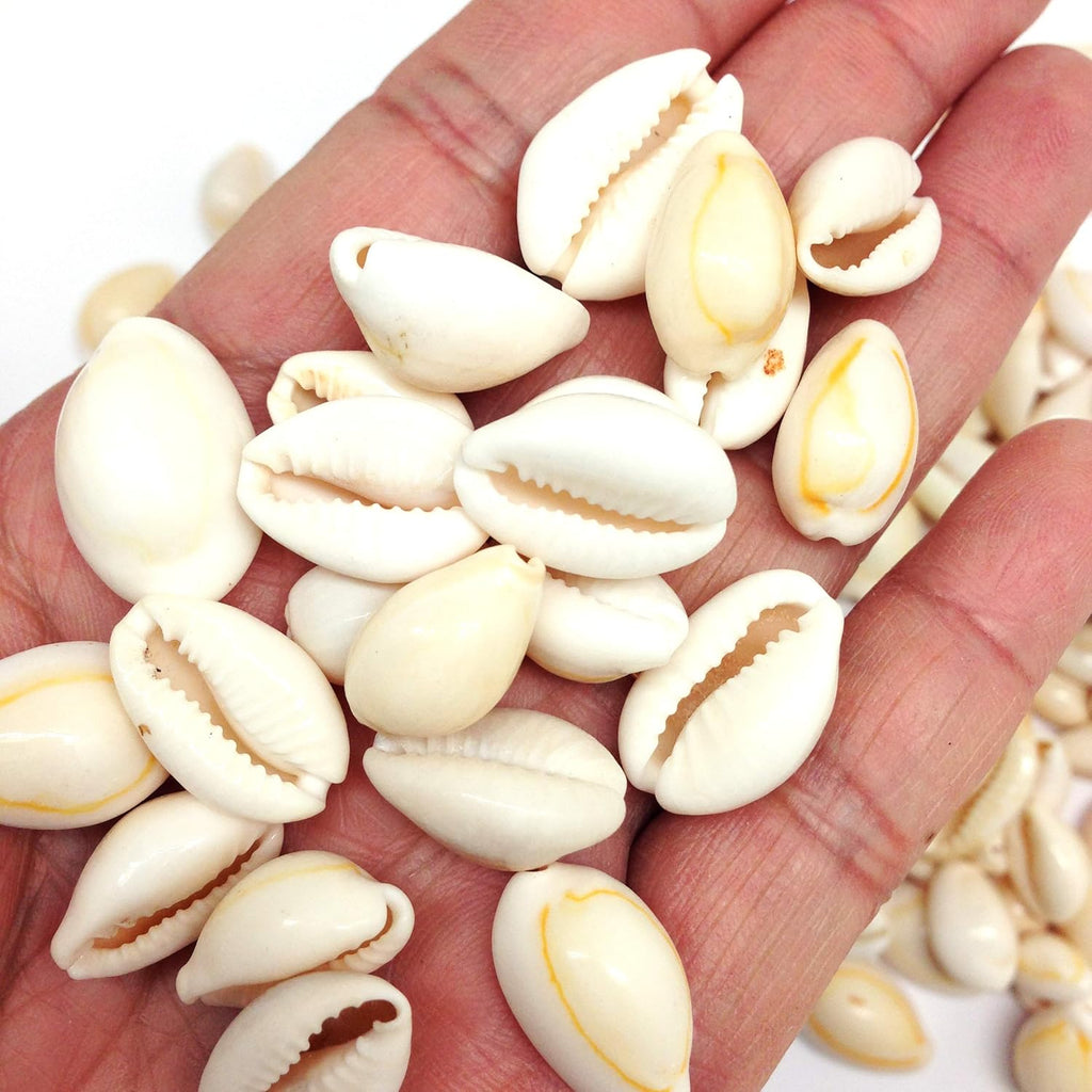 PEPPERLONELY White Ring Top Cowrie Sea Shells, 8 OZ Approx, 1/2 Inch ~ 1 Inch