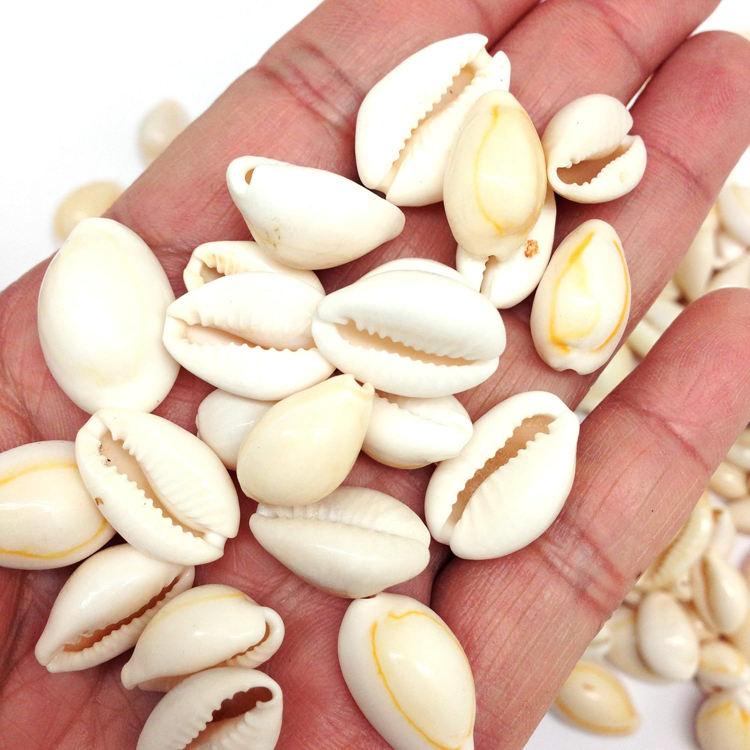 PEPPERLONELY White Ring Top Cowrie Sea Shells, 8 OZ Approx, 1/2 Inch ~ 1 Inch