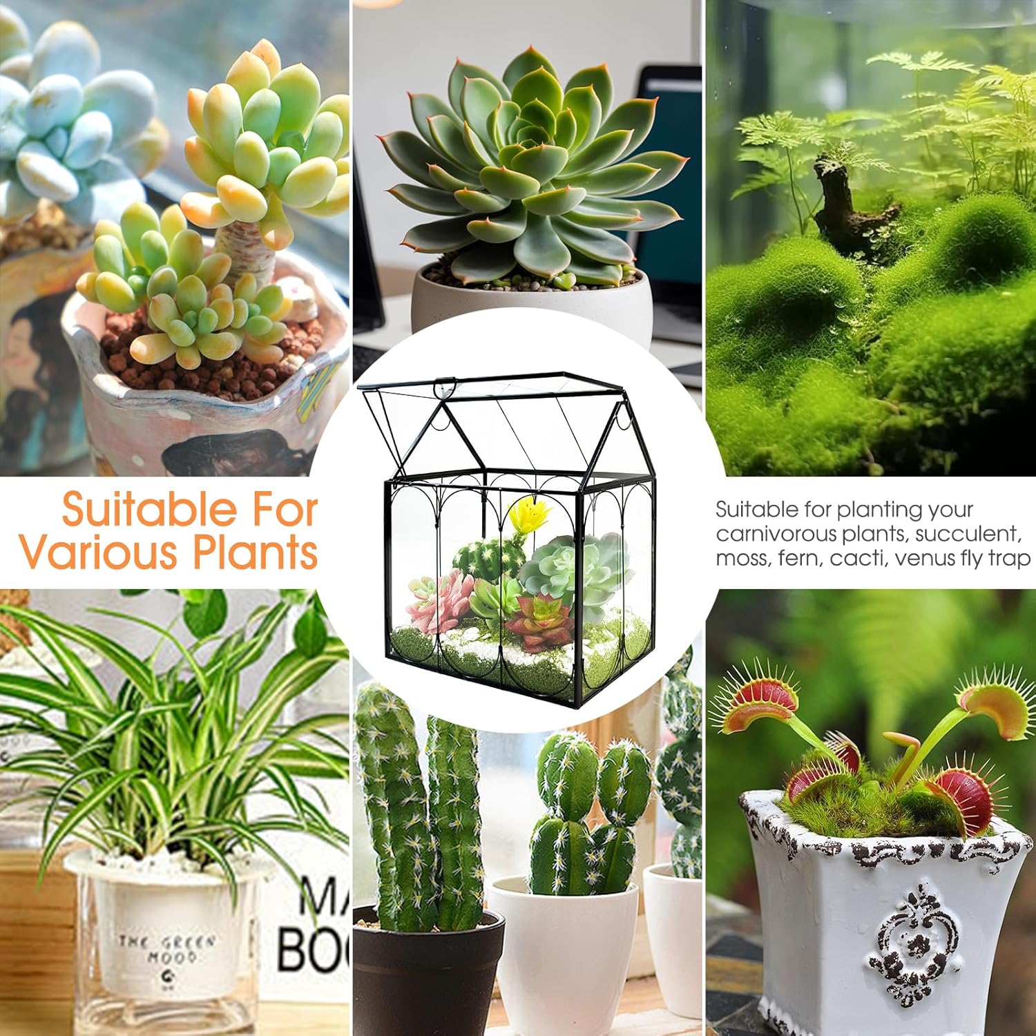 Plant Terrarium Kit, Rifny Large Glass Terrarium Jar with Absorbent Mat for Venus Fly Trap Succulent Live Air Plants Indoor Home Office Decor (Black, 8.9 x 5.9 x 9.9 inch, Without Plant Light)