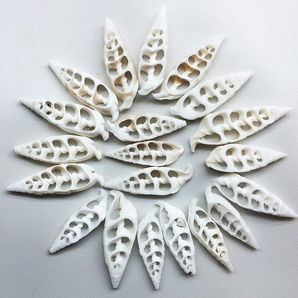 PEPPERLONELY 20 PC White Center Cut Cerithium vertagus Sea Shells, 1-1/2 Inch ~ 2 Inch
