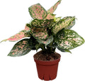 CoollectivePlants Aglaonema Katrina – Aglaonema Live Plant in 4” Growers Pot - Chinese Evergreen Plant Live, Green and Pink Variegated Foliage, Easy Low Light Houseplant