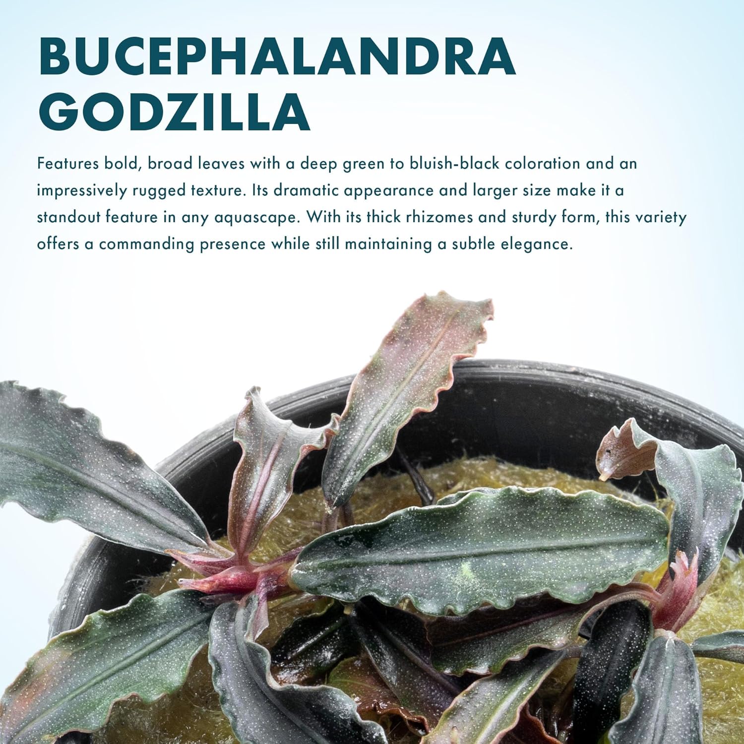 SubstrateSource Bucephalandra Godzilla Potted Live Aquarium Plant - Natural Freshwater Fish Tank Decorations and Aquatic Décor