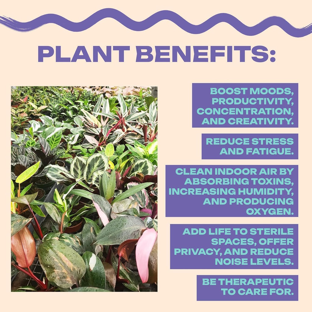 Aglaonema Pink Pearl – Live Plant in 4" Grower’s Pot, Easy to Grow Low Maintenance Indoor Houseplant, Pink Plants - Includes UniHeat Pack for Winter Protection