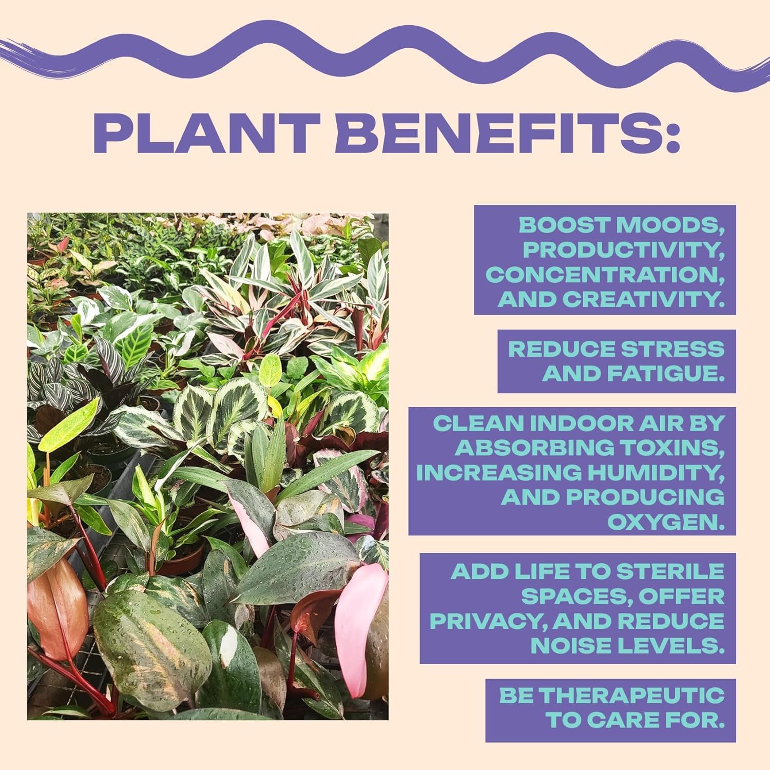 Aglaonema Pink Pearl – Live Plant in 4" Grower’s Pot, Easy to Grow Low Maintenance Indoor Houseplant, Pink Plants - Includes UniHeat Pack for Winter Protection