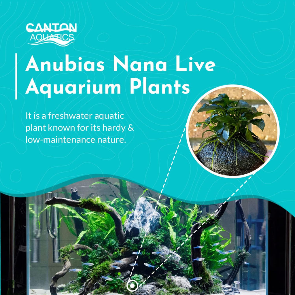 Live Aquarium Anubias Nana Petite Plant On Lava Rock - Absorb Impurities & Toxicness for Water - All Natural & Organic Aquatic Plant - Long Lasting & Easy to Care