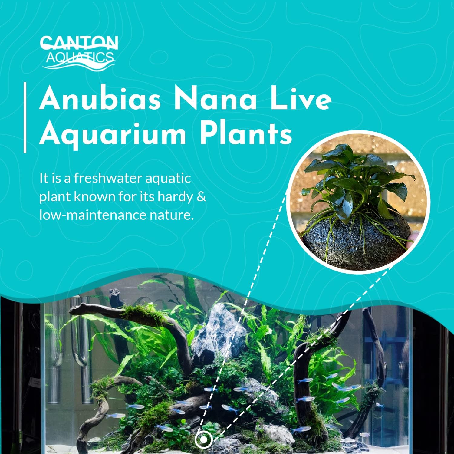 Live Aquarium Anubias Nana Petite Plant On Lava Rock - Absorb Impurities & Toxicness for Water - All Natural & Organic Aquatic Plant - Long Lasting & Easy to Care