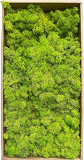 Preserved 1.1lb Moss Artificial Moss Natural Fresh Green Moss for Craft Handicraft Arts Floral Project Wall Decor Table Decor Wedding Centerpieces Garden Terrariums Decoration