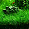 2 Pack Aquarium Plant S.e.e.d Set, not Artificial plasticl Plant. Real Grass Tank Decor Replacement for Resin or Plastic Grass N0：9527-13