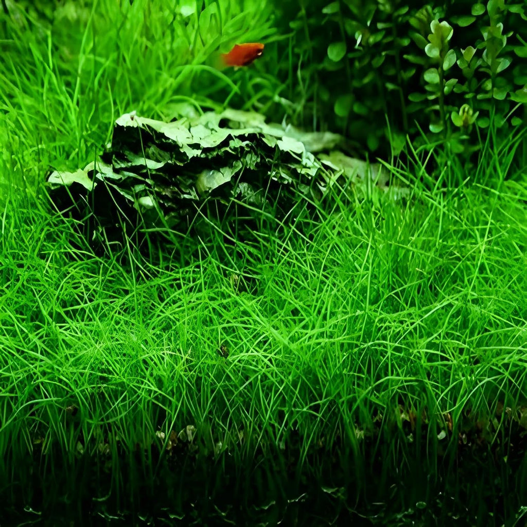 3 Pack Aquarium Plant S.e.e.d Set, not Artificial plasticl Plant. Real Grass Tank Decor Replacement for Resin or Plastic Grass N0：9527-12