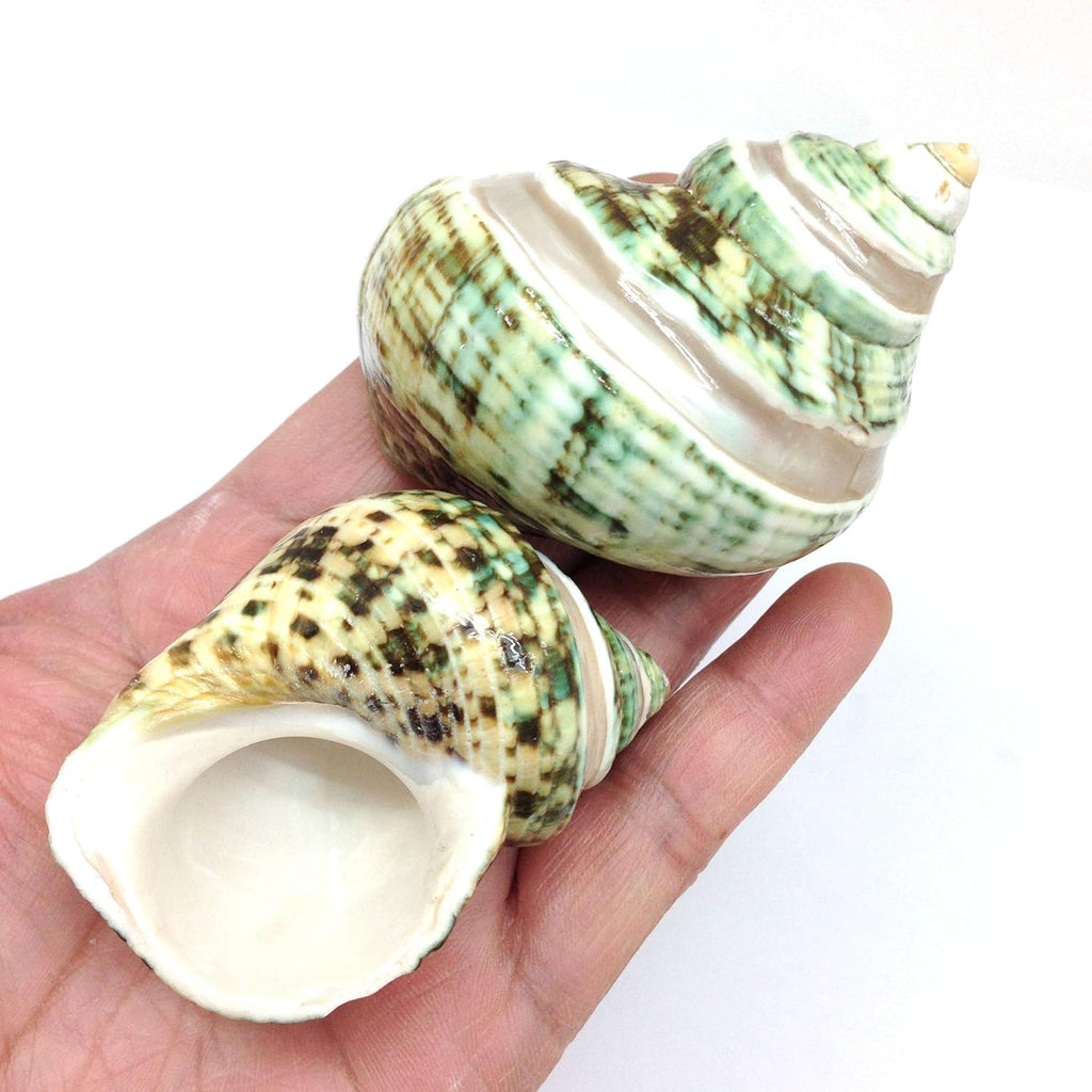 PEPPERLONELY 5PC Green Turbo with Two Pearl Bands, Hermit Crab Sea Shells, 2 Inch Up