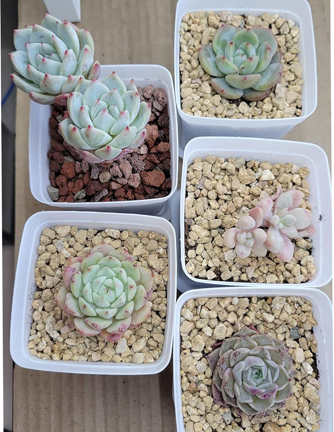 3lb Maifanitum Stones for Succulent Cactus Bonsai Decorative Rocks-Indoor Plants Soil Covers,Horticultural Gravel, Potting Pebbles for Terrarium, Fairy Gardening, Top Dressing