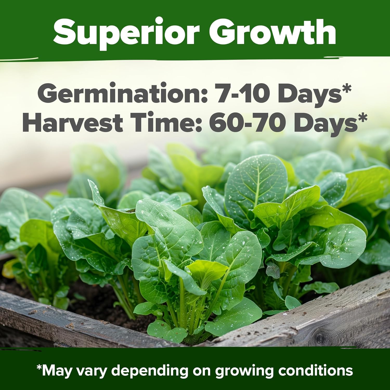 HOME GROWN Romaine Lettuce Seeds, Paris Island Bulk Pack, 7000+ Lettuce Seeds for Planting, High Germination Heirloom Vegetable Seeds,Works Indoor in Hydroponic Garden and Outdoor