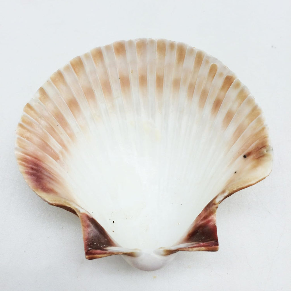 PEPPERLONELY 10PC Mexican Deep Scallop Sea Shells, 2-3/4 Inch ~ 3-1/2 Inch